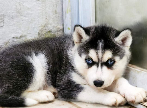 Cachorros Husky Siberiano 