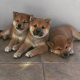 Filhotes De Shiba Inu