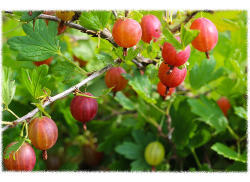 Grosella Frutal (verde O Rosa A Elección)