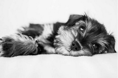 Cachorro Schnauzer Mini 07