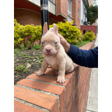 Cachorro Micro Bully Exótic Medellín Animal Pets Colombia 