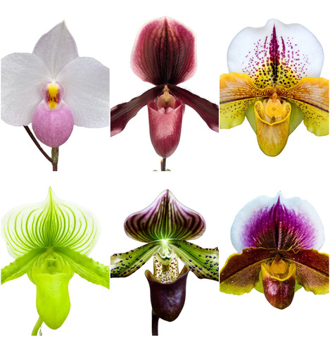 Kit  C/3 Orquídeas Sapatinho Paphiopedilum  No Vaso Lindas