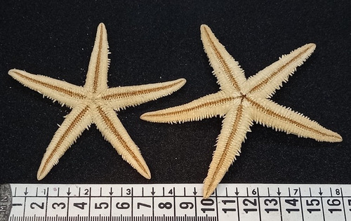 Estrella De Mar X2 Unidades Caracol Marino  Pez Souvenir 