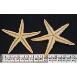 Estrella De Mar X2 Unidades Caracol Marino  Pez Souvenir 