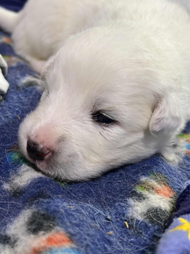 Cachorros Samoyedo