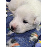 Cachorros Samoyedo