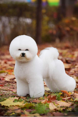 Bichon Frise Hembra 