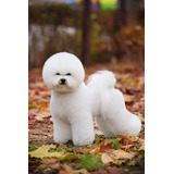 Bichon Frise Hembra 