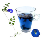 Cunhã Azul Clitoria Ternatea Sementes P/ Mudas Frete Barato