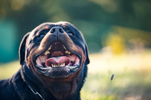 Rottweiler Puros Cachorros Xxxl