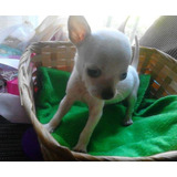 Cachorra Chihuahua Cabeza Manzana Tacita Miniatura Bolsillo 
