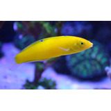 Pez Marino Halichoeres Chrysus - Yellow Coris