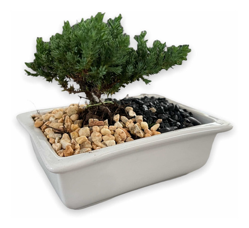 Maceta Para Bonsai De Cerámica Esmaltada Chica