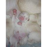 Cachorros Labradores Color Arena Recien Nacidos