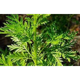 Semillas Artemisia Annua 50x Frescas Listas Para Sembrar