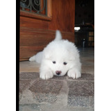 Tiernos Samoyedo