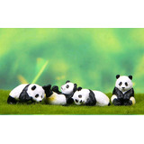 Mianiaturas 4 Pandas  Suculentas Mini Jardins Terrarios Deco