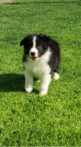 Cachorros Border Collie