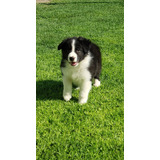 Cachorros Border Collie