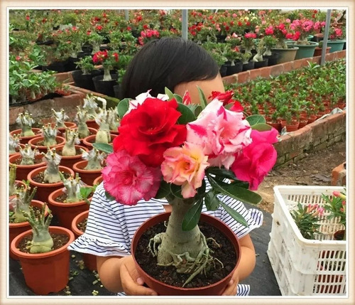 Adenium  Rosa Del Desierto Grande Colors + Fertilizante 