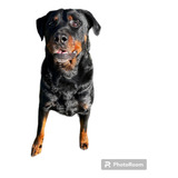 Rottweiler Para Servicio