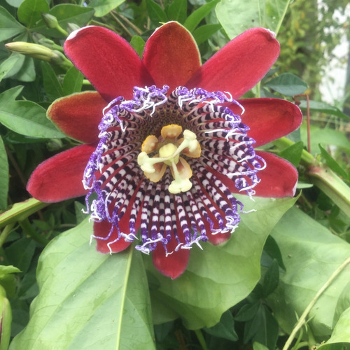 Pasionaria Roja ( Planta ) Passiflora Alata Flor Grande