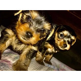 Cachorros Yorkshire Terrier Minis