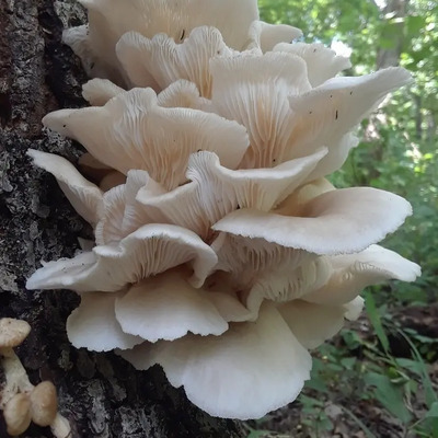 Micelio Semilla Seta Blanca 2 Kg | MercadoLibre