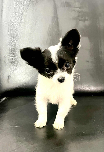 Chihuahua Hembra Mini Mini