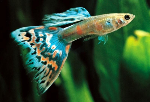 Lebistes Guppys Peces Tropicales (precio Por 1 Pareja )