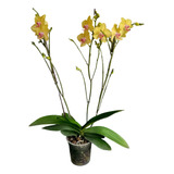 Orquidea Phalaenopsis 3 Varas Co