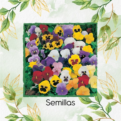 400 Semillas Flor Pensamiento Mezcla + Obsequio Germinación