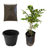 Muda De Jabuticaba Sabará Kit Terra + Vaso Para Apartamento