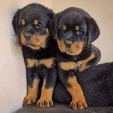 Filhotes De Rottweiler Com Pedigree Cbkc 