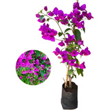 Kit Com 2 Mudas De Primavera Bougainvillea Roxa