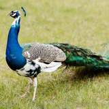 Pavão Arlequim Aves Ornamentais Casais Jovens