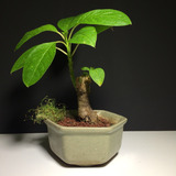 Arteenbonsai Palo Borracho Cooprosma Arbol De La Vida Ombu