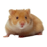 Hamster  Sirios (la Cabania Ballester )