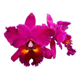 Orquídea Cattleya Edisto New Berry - Planta Adulta