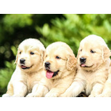 Cachorritos Golden Retriever Soy Martina De Caba