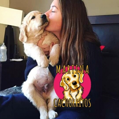Cachorros Golden Machitos Puros - Martina Cachorritos