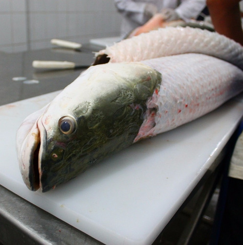 Carne Fresca De Pirarucú / Pirarucu / Paiche (arapaima)