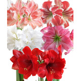 Bulbo Hippeastrum Amarilys + Bulbo Extra De Regalo + Envío