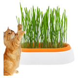 Catgrass, Juego De Conservas Para Cultivar Zacate Para Gatos