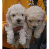 French Poodle Con Microchip De Identificación.