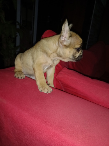 Bulldog Francés Hembra Fawn 