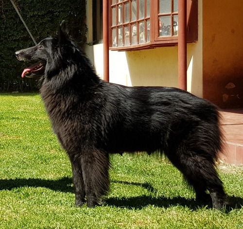 Pastor Belga Groenendael Cachorros