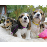 Maravillosos Cachorros Beagle Tricolor 