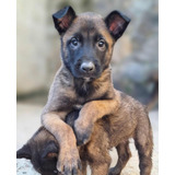 Cachorros Pastor Belga Malinois Machos Disponibles