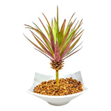Mini Bonsai Yucca - Arvore Pequena Palmeira Decoração Decoracao Vaso Arranjo Sala Decorativo